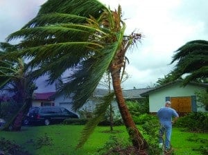 Wind whips a palm tree