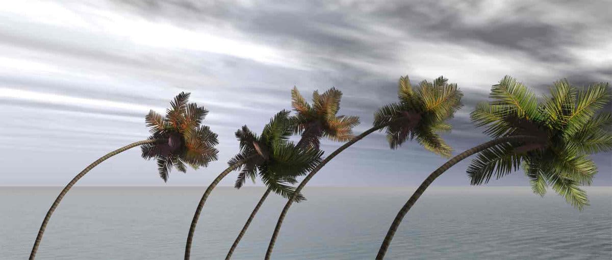 Palm Trees Bend in the Wind During a Hurricane