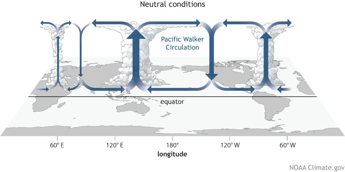 ENSO Neutral Walker Circulation. Warm, moist air from east and west rises over Pacific Asia and over the Tropical Atlantic