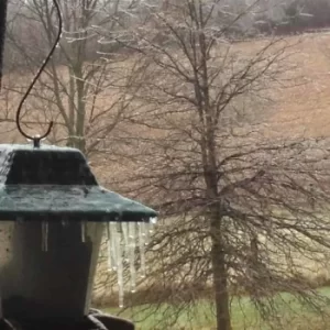 Ice covers a driveway light on a post and trees behind it after an ice storm. The day is dreary and dark.